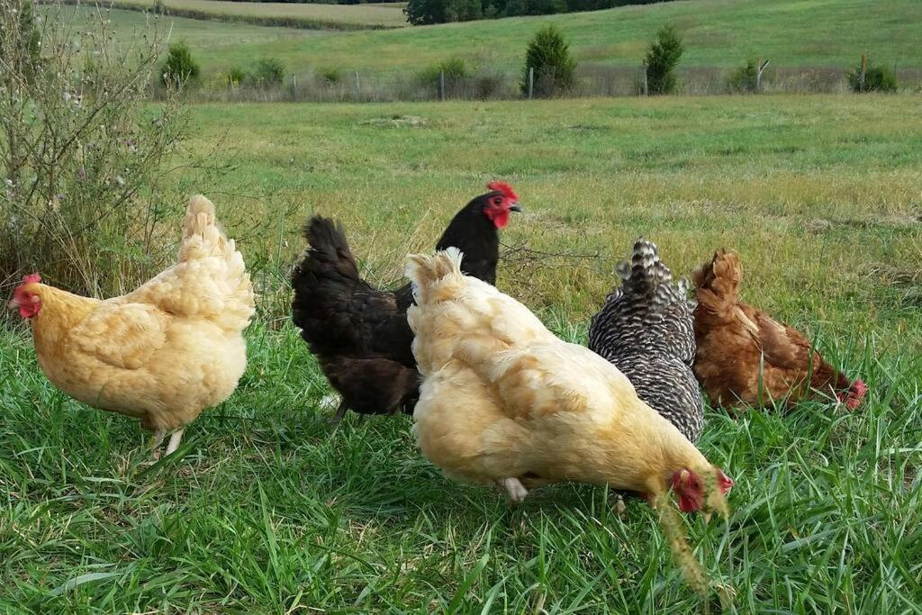 Madeline Farms Villa Luray Luaran gambar