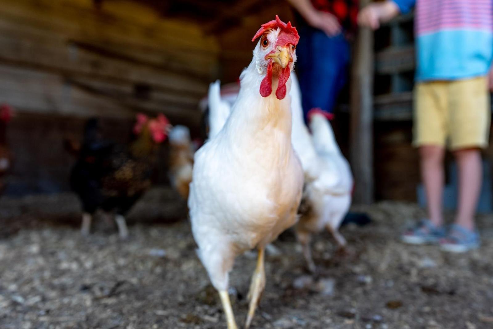 Madeline Farms Villa Luray Luaran gambar