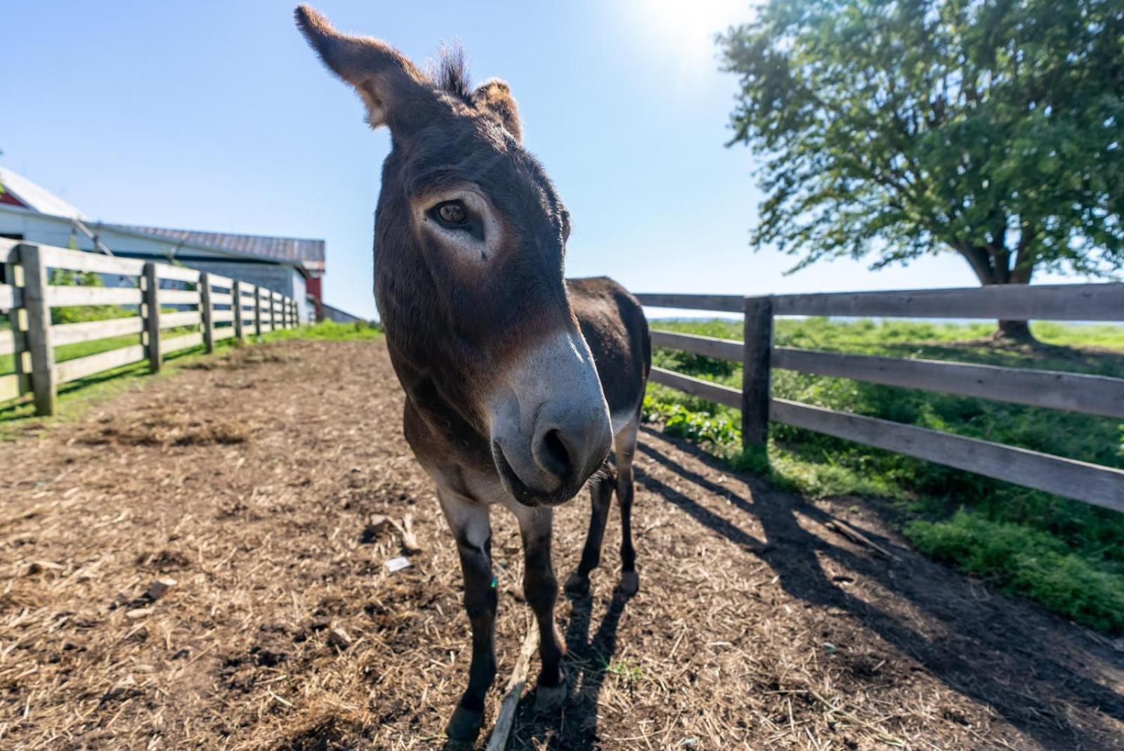 Madeline Farms Villa Luray Luaran gambar